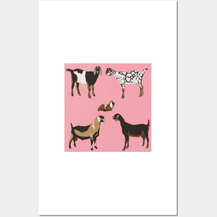 Nubian Goats Pattern Pink Posters and Art